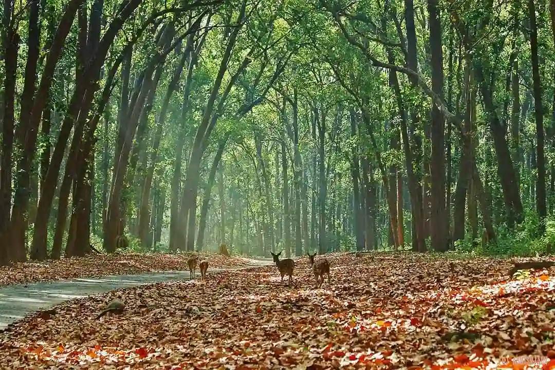 Book Jim Corbett Tour Packages Online | Upto 40% Off