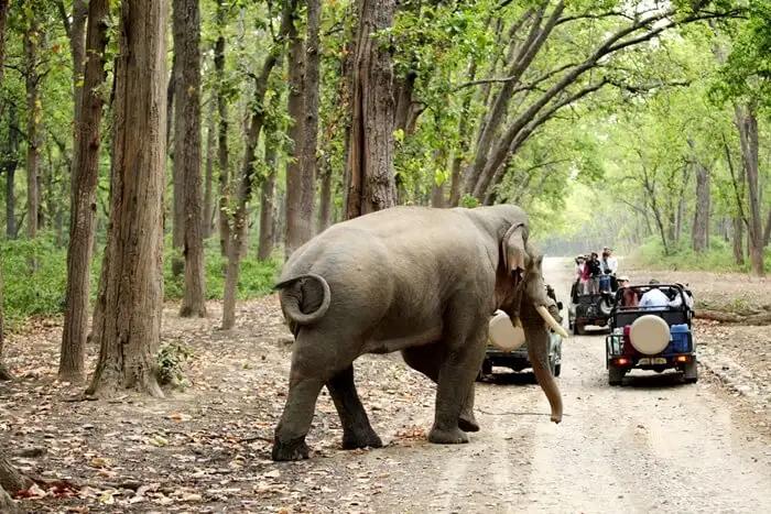 Jim corbett safari Uttarakhand tour package